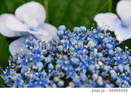 紫陽花の花 66465489