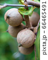マカダミアナッツの木に実った果実　農園 66465491