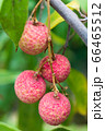 ライチの木に実った果実　果樹園　国産ライチ 66465512