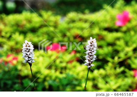 小さな花が一列に並ぶイブキトラノオ 伊吹虎の尾 の写真素材