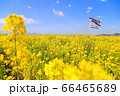 菜の花の中の鯉のぼり 66465689