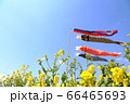 菜の花の中の鯉のぼり 66465693