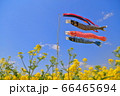 菜の花の中の鯉のぼり 66465694