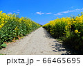 菜の花畑 66465695
