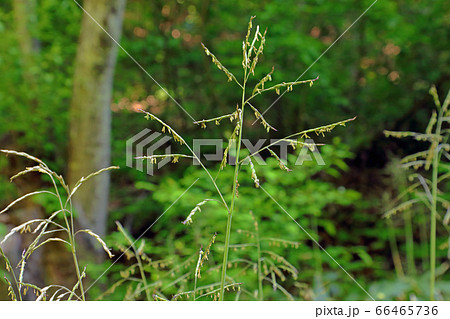 ササの花咲く－吉尾峠　福島県只見町 66465736