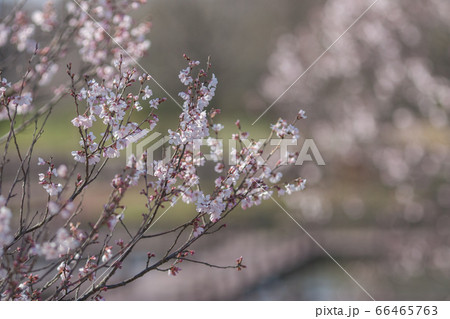 桜景色 66465763