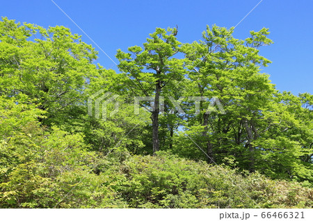 新緑と青空 66466321