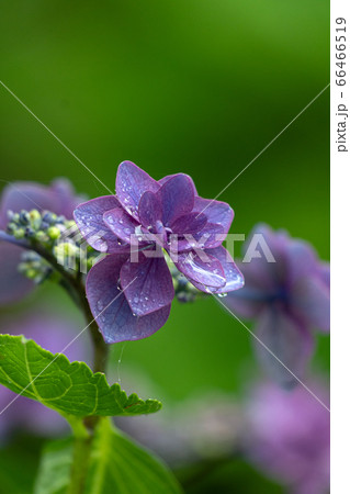雨の日のアジサイ、「貴船」 66466519
