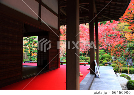 湖東三山金剛輪寺の紅葉 66466900