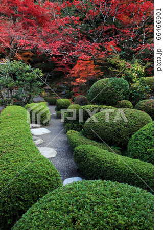 湖東三山金剛輪寺の紅葉 66466901