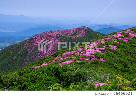 《大分県 九重連山》 北大船山稜線と平治岳のミヤマキリシマ 66466921