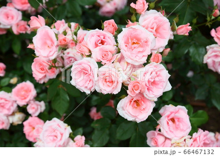 バラの花 プリンセスアイコ バラの花 プリンセスアイコ 66467132