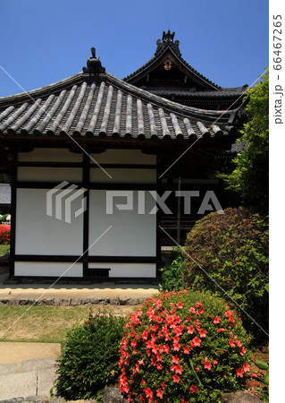 春の三室戸寺 66467265