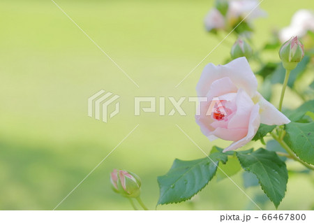 美しいピンクのバラ 品種名 エマニュエル 岐阜県 花フェスタ記念公園 の写真素材