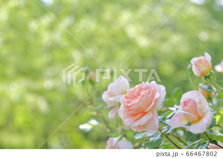美しいピンクのバラが見つめる（品種名エマニュエル　岐阜県　花フェスタ記念公園） 66467802