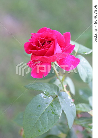 美しいバラ 一輪（品種名：ブレスウェイト　花フェスタ記念公園） 66467806