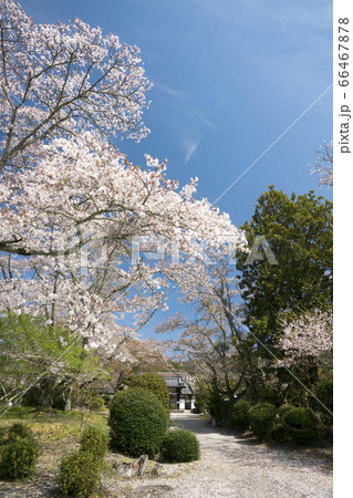世尊寺　参道　桜花大木 66467878