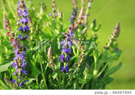 Summer flowerbed of beautiful bloomin g vivid purple woodland sage flower on green background Summer flowerbed of beautiful bloomin g vivid purple woodland sage flower on green background 66467994