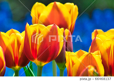 チューリップ 66468137
