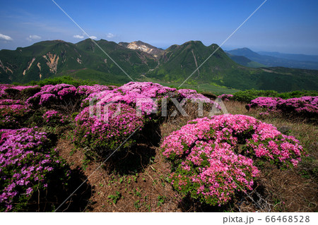 《大分県 九重連山》 北大船山のミヤマキリシマと三股山 《大分県 九重連山》 北大船山のミヤマキリシマと三股山 66468528