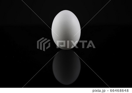 卵 卵 66468648