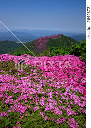 《大分県 九重連山》 北大船山の満開のミヤマキリシマと平治岳 《大分県 九重連山》 北大船山の満開のミヤマキリシマと平治岳 66468724