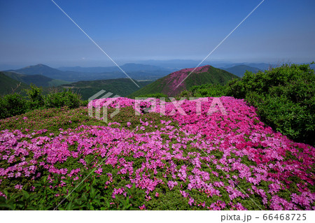 《大分県 九重連山》 北大船山の満開のミヤマキリシマと平治岳 《大分県 九重連山》 北大船山の満開のミヤマキリシマと平治岳 66468725