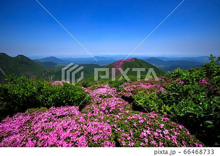 《大分県 九重連山》 北大船山の満開のミヤマキリシマと平治岳 66468733