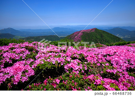 《大分県 九重連山》 北大船山の満開のミヤマキリシマと平治岳 66468736