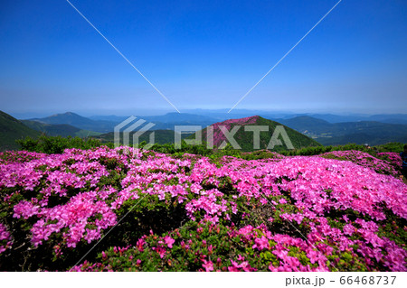 《大分県 九重連山》 北大船山の満開のミヤマキリシマと平治岳 66468737