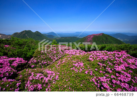 《大分県 九重連山》 北大船山の満開のミヤマキリシマと平治岳 66468739