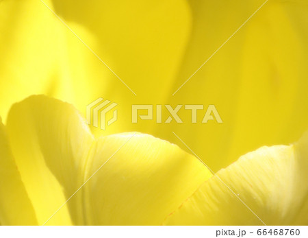 Abstract yellow tulip background. 66468760