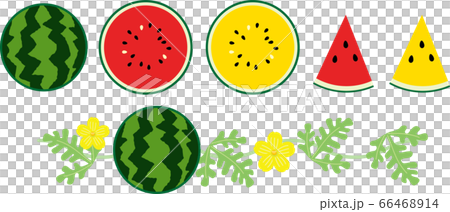 watermelon   66468914