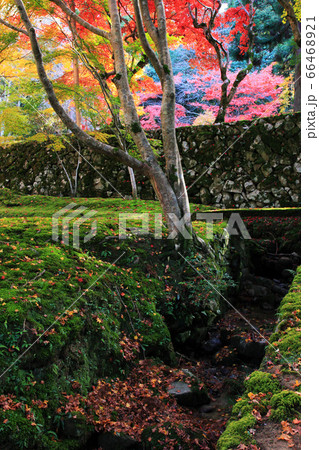 湖東三山西明寺の紅葉 湖東三山西明寺の紅葉 66468921
