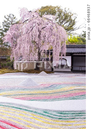 高台寺の桜 高台寺の桜 66468937