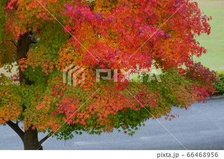 一つの木に多くの色で色付いた紅葉をつけたモミジの写真素材 [66468956 