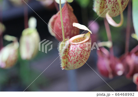 Nepenthes tree, Tropical pitcher plants growth in Nepenthes tree, Tropical pitcher plants growth in 66468992