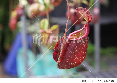 Nepenthes tree, Tropical pitcher plants growth in Nepenthes tree, Tropical pitcher plants growth in 66468996