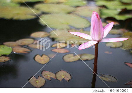 Beautiful waterlily or lotus flower in pond 66469003
