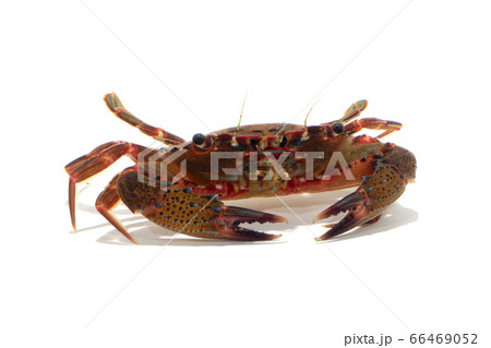 ベニツケガニ　白バック 66469052