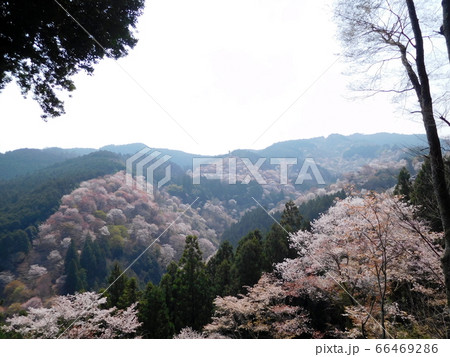 奈良 吉野の千本桜 奈良 吉野の千本桜 66469286
