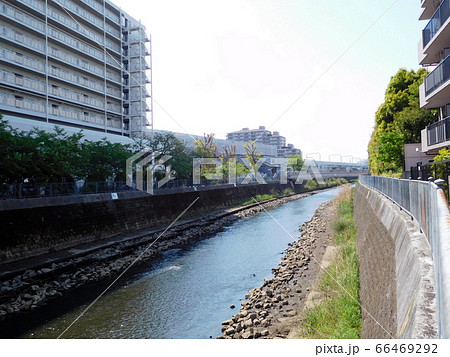 相鉄線　星川駅近くの帷子川 66469292