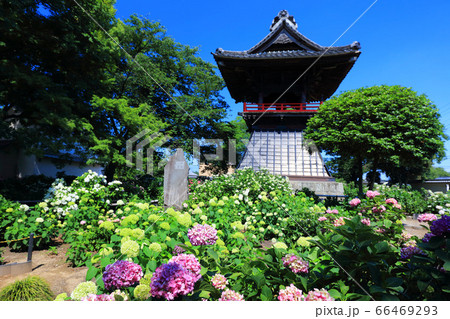 熊谷市能護寺の紫陽花 66469293