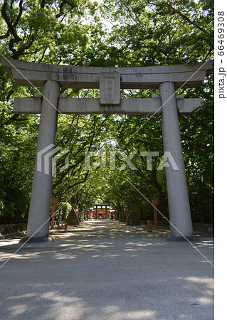 住吉神社　木漏れ日の西門 66469308