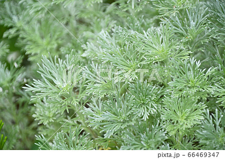 アサギリソウ 朝霧草 の写真素材