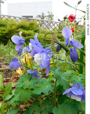 西洋オダマキの花の写真素材