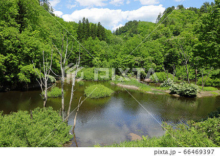 布沢川源流の樹林と池　福島県只見町 66469397
