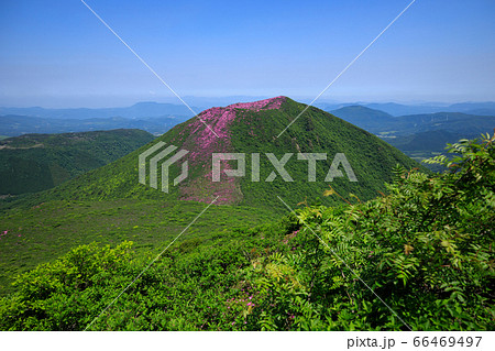 《大分県 九重連山》 平治岳を染めるミヤマキリシマ 《大分県 九重連山》 平治岳を染めるミヤマキリシマ 66469497