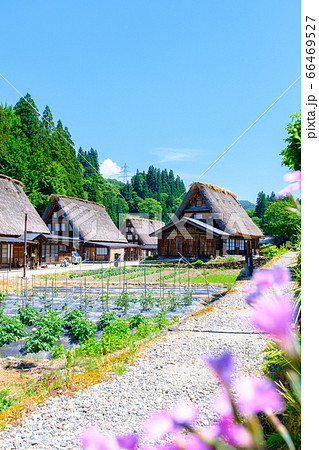 初夏の相倉合掌造り集落 初夏の相倉合掌造り集落 66469527