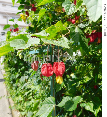 チロリアンランプの花 66469823